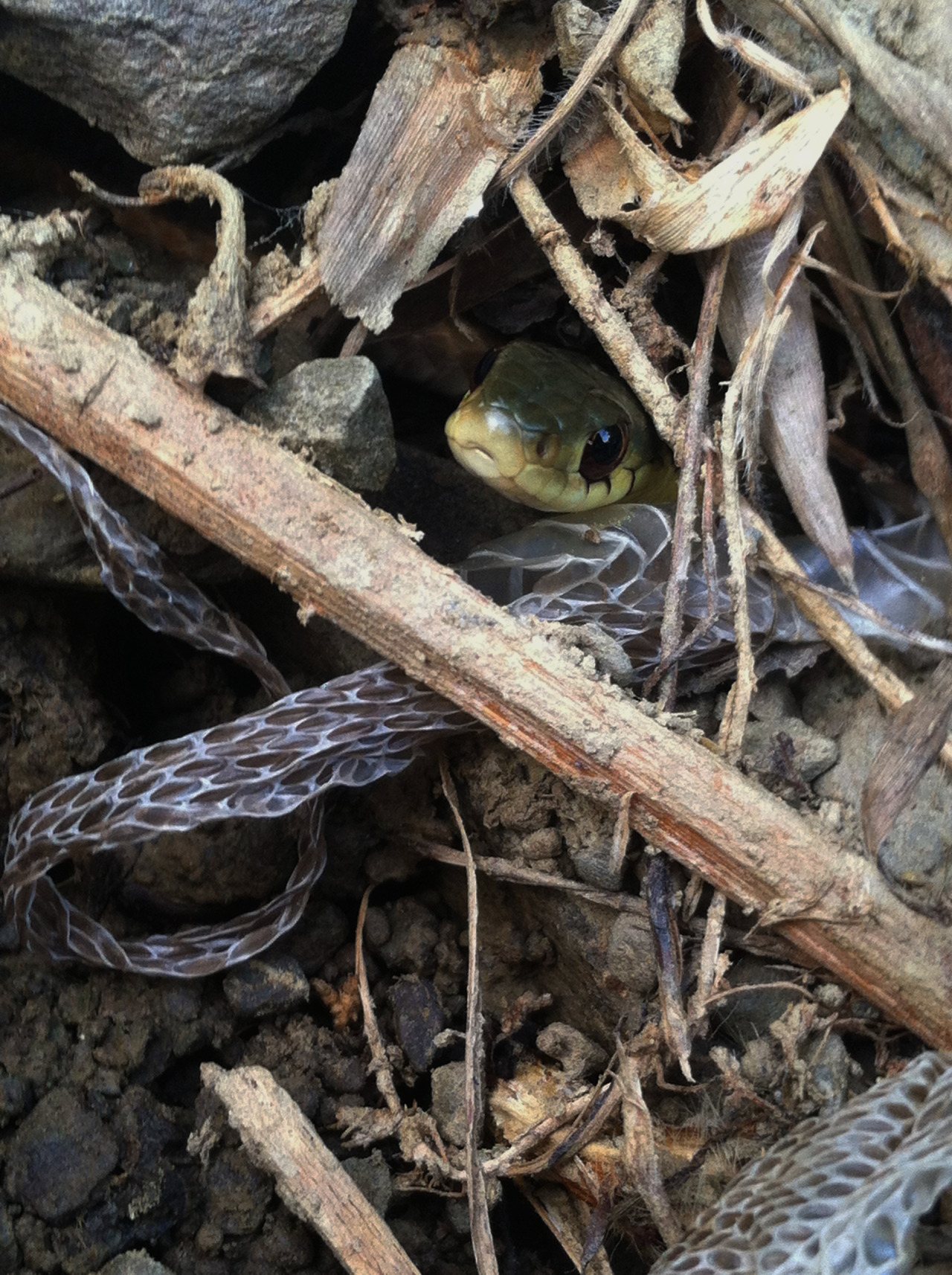 adorablesnakes:  “Heard something in the rocks, only to find this face poking out”