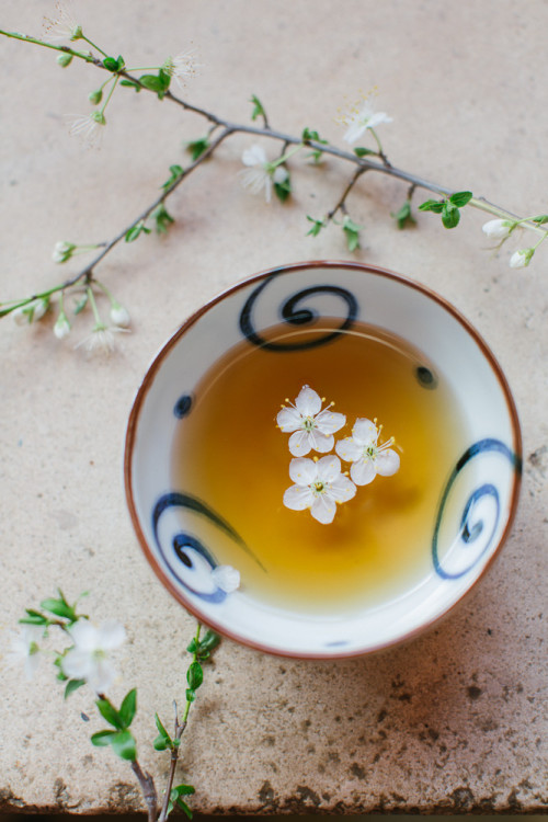 theantidote:Blossom Tea (by ingwervanille)