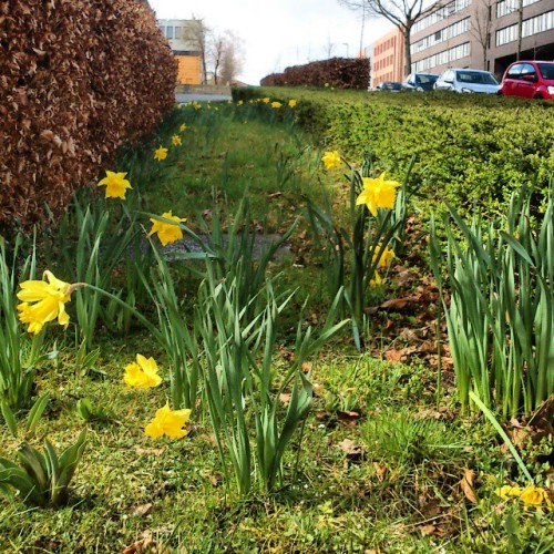 I Think You Might Already Have Noticed That I'm A Big Fan Of #daffodils ;) These Just Survived A Hailstorm