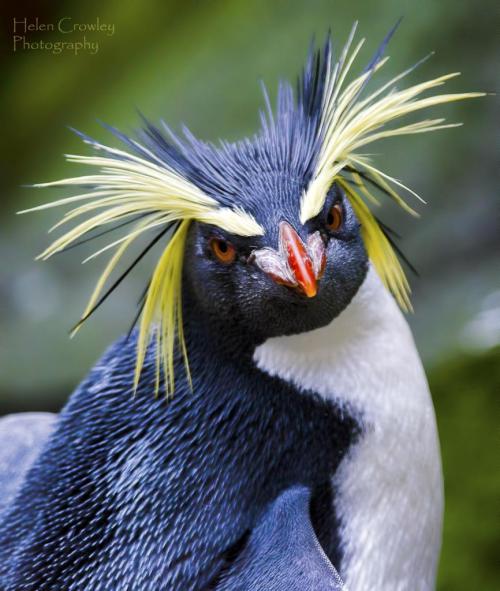birds that look like Two p2bonus: