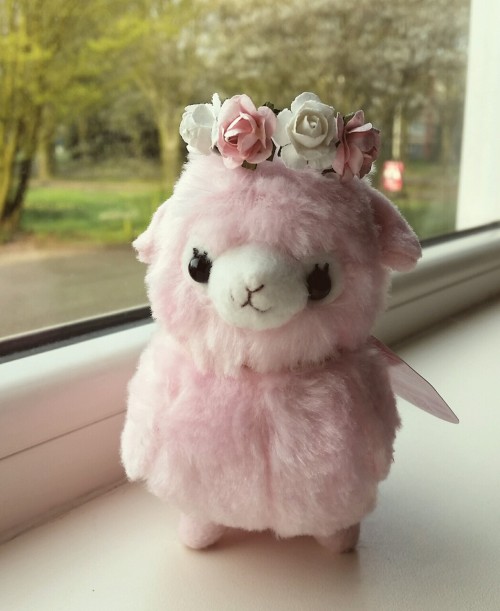 jellyfishdragon:Made a tiny flower crown for a tiny Alpacasso!