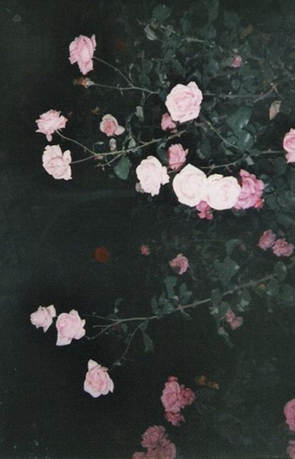 hollywood-noir:   soft grunge❥