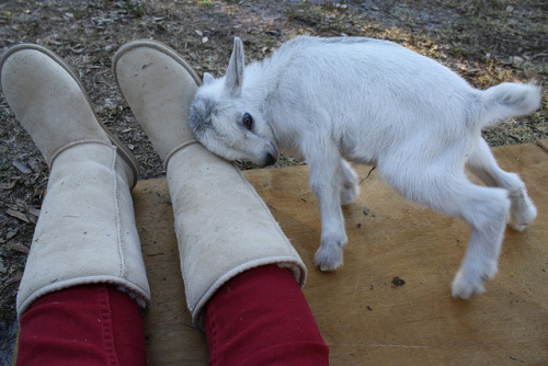 babygoatsandfriends: happy the baby goat by laura.marie. on Flickr.