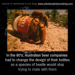 your-uncle-dave:  themysterydude:  unbelievable-facts:   in the 80’s, Australian beer companies had to change the design of their bottles so a species of beetle would stop trying to mate with them  How the fuck do you mistake a beer bottle for a potential