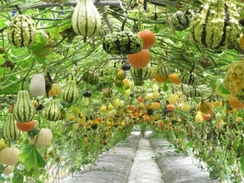 uaeveggies-blog:Pumpkin garden