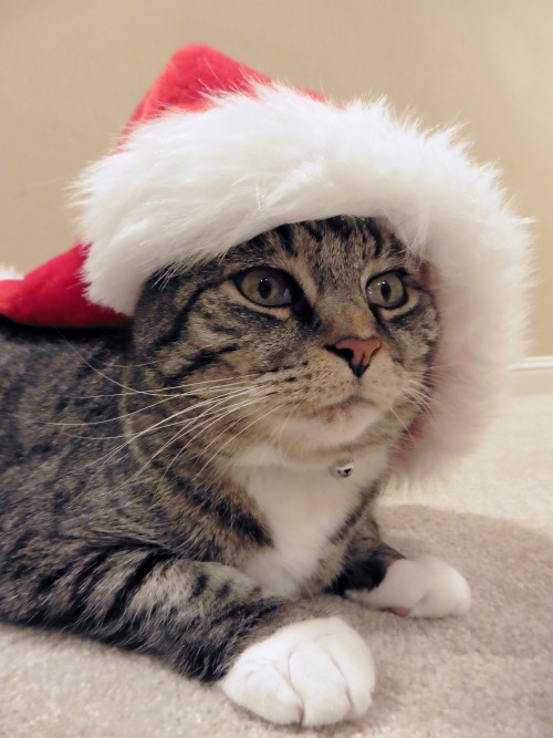 butwilltherebekitties:Merry Christmas (to those who celebrate) from my Christmas kitty to you!
