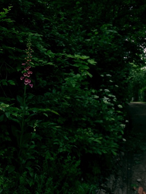 insidemisty-forest:Green secrets