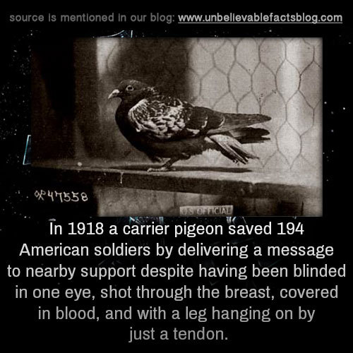 XXX unbelievable-facts:  in 1918 a carrier pigeon photo