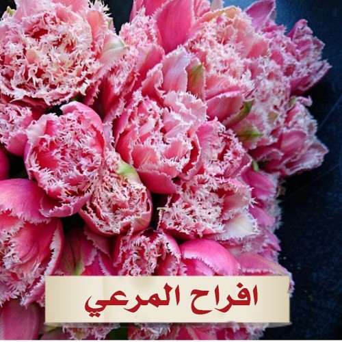 عجل صخرة لا مفر منه عروستنا الحلوة ملاك Impexnews Net