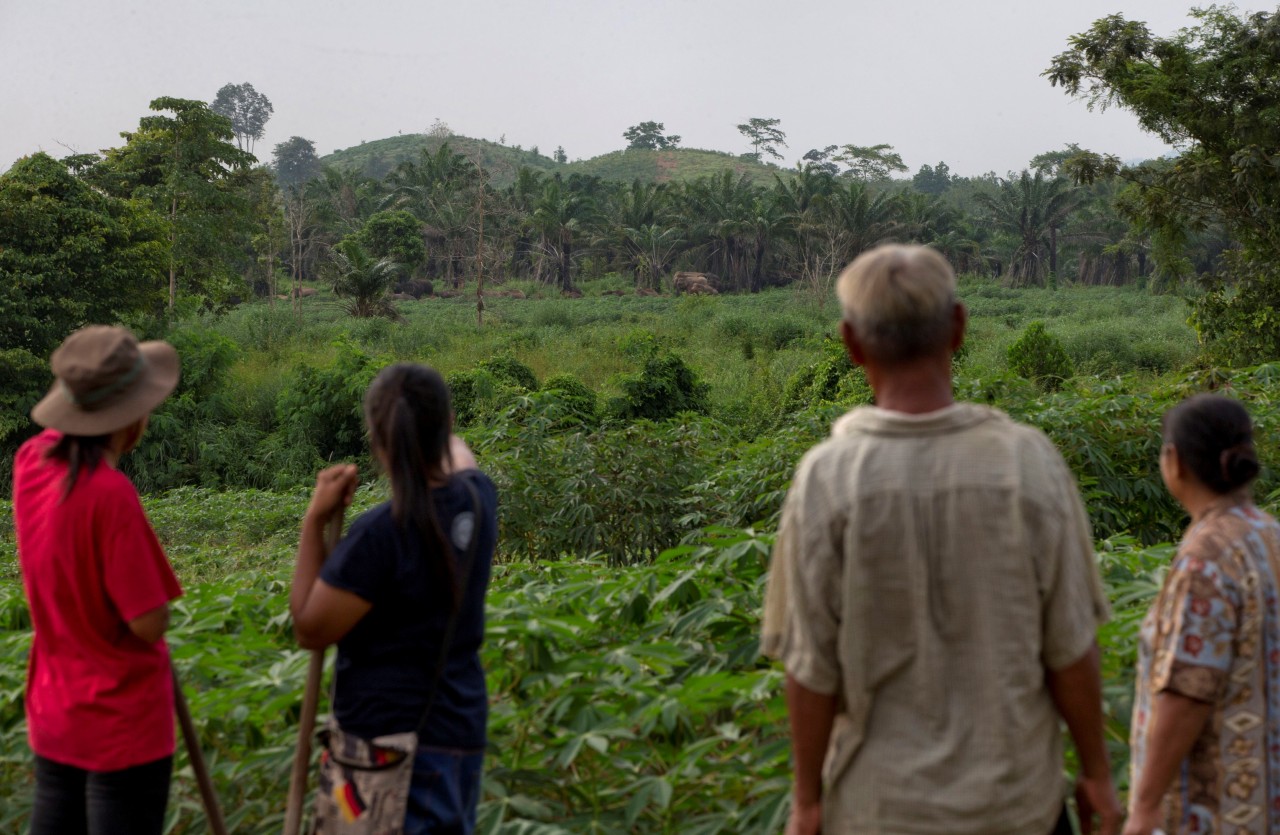 Campesinos tailandeses combaten a elefantes con abejas. Para impedir que los elefantes salvajes arrasen con sus cosechas, varios campesinos en Tailandia colocaron cercas eléctricas, encendieron petardos e incluso cambiaron sus cultivos de piñas a...