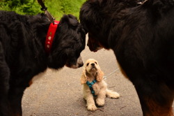 predatorsupportclub:  In a company of about 20 Bernese Mountain Dogs, they all found this little Cocker Spaniel puppy extremly interesting. 