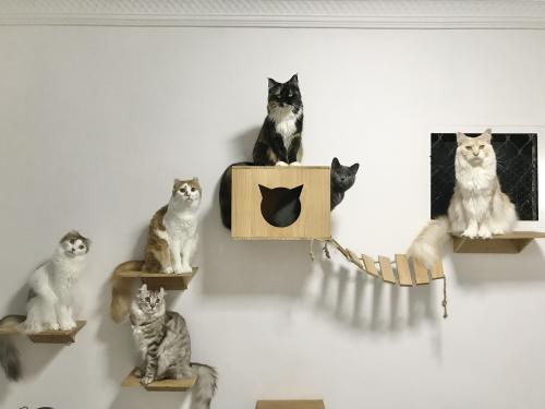 catsoverloaded:Hello from my cat collection �   Goals