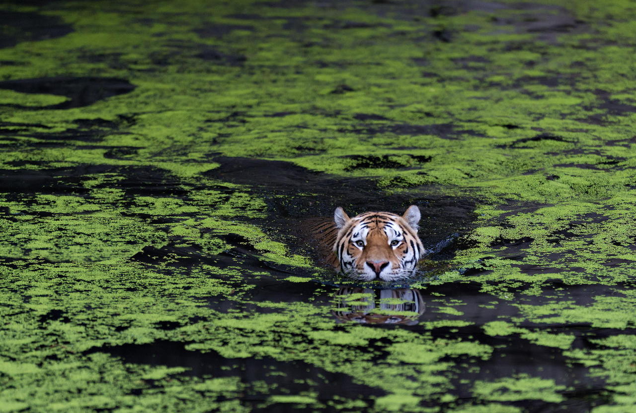 jaywhal:   