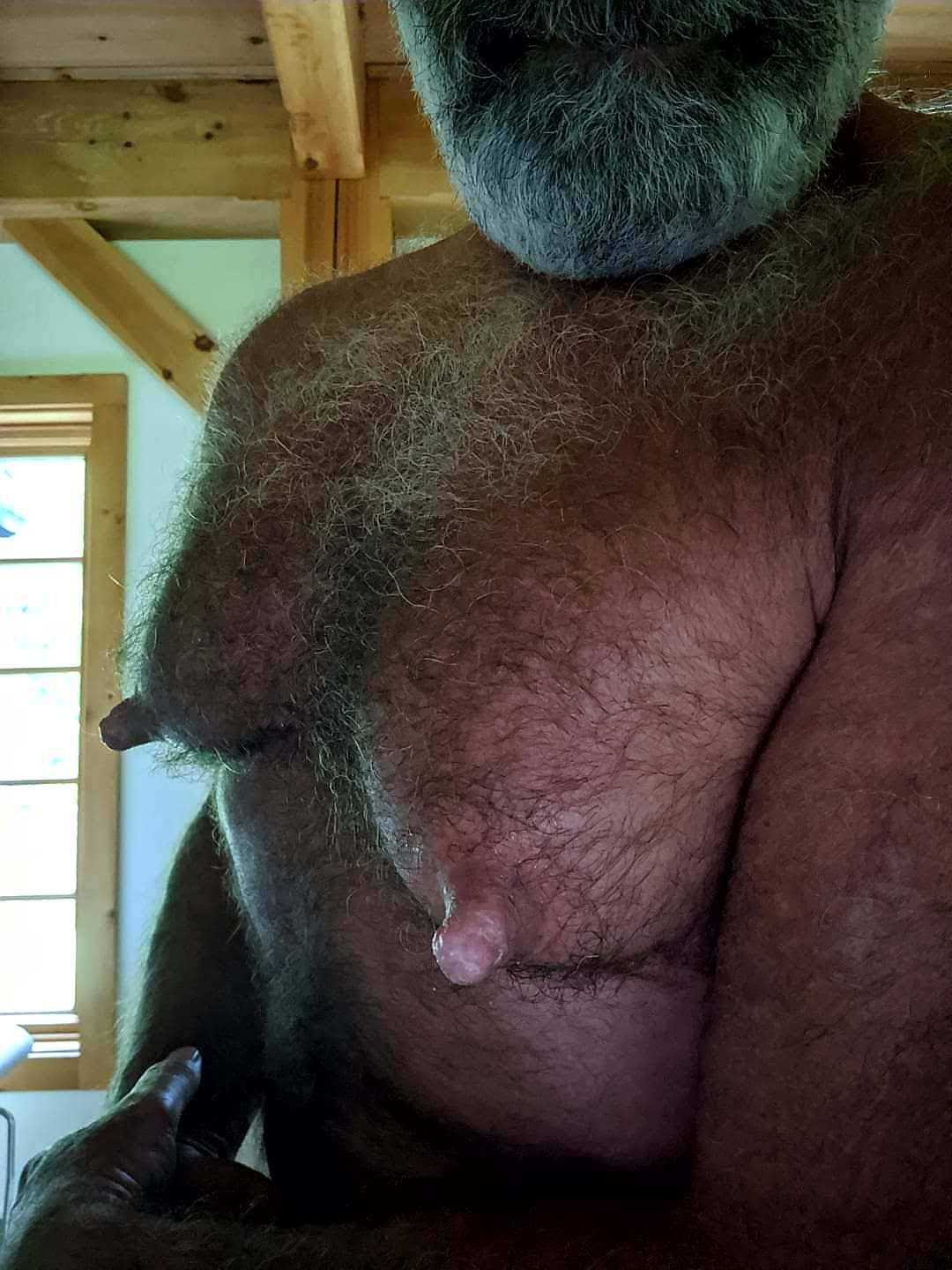 juicedmaleboobsworld:HAM. HAIRY, HUGE NIPPED, porn pictures