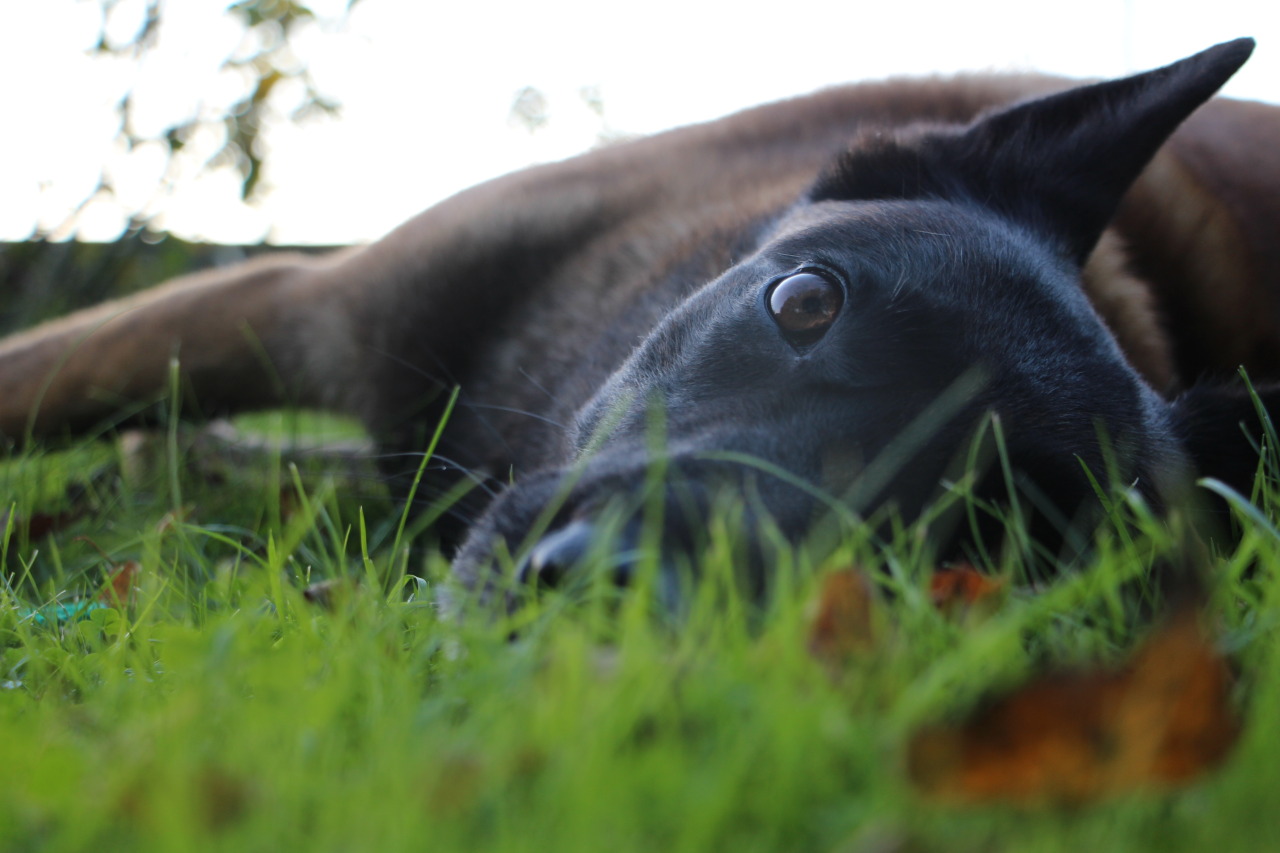 nobodyview:  Luna in autumn