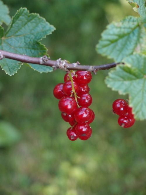 Ribes rubrum — redcurrant