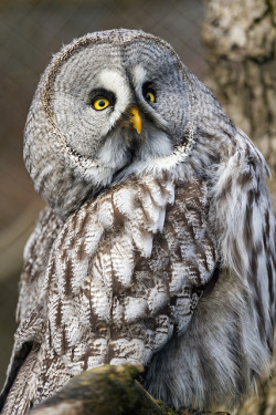 flowerling:  Great grey owl | Tambako the