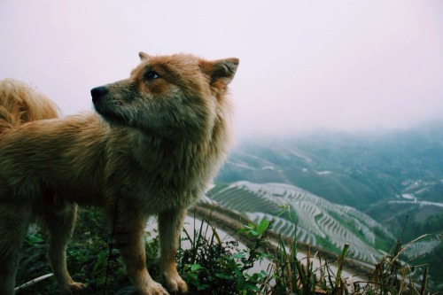 lauryncravens:  This dog followed me around as we were hiking up the terraces. The locals said he didn’t have a name, but I called him Lucky because it never rained 