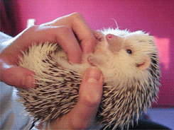 hedgehogsofasgard:  Tummy rubs (x)