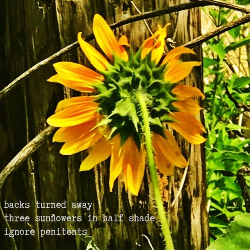 backs turned away
three sunflowers in half shade
ignore penitents