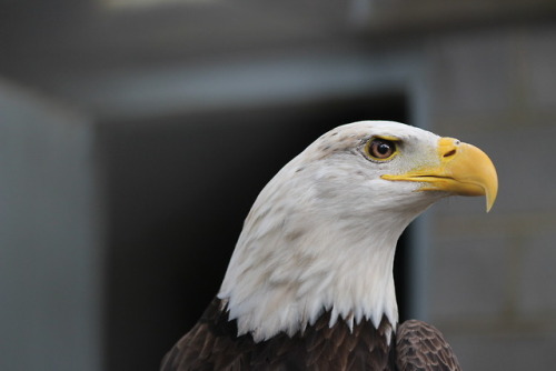 Rehab Patient to Resident RaptorAs of writing this post, we currently have 87 permanent residents he