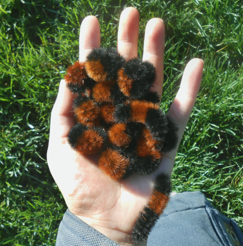 iguanamouth:anyway i went through the park to buy lizard food and i found 22 woolly bear caterpillar
