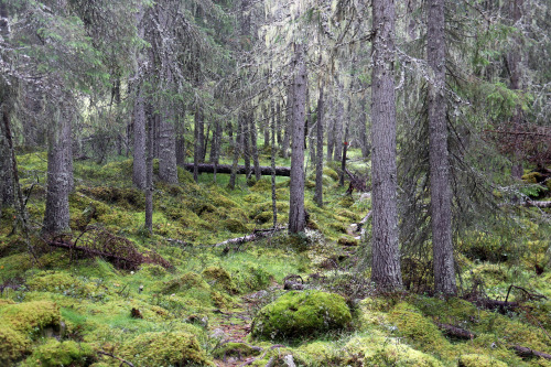 michaelnordeman:The forests of Sonfjället National Park in Härjedalen, Sweden. September, 2019.