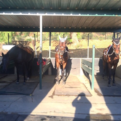 Here at #baxtersporthorses we prefer almost totally solid bays! Lol and of course hero being derpy&h