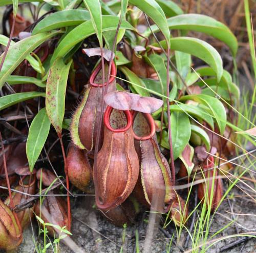 Nepenthes Andamana growing on the beach in sand w/ dews and utricularia. Perfect base plant for new 