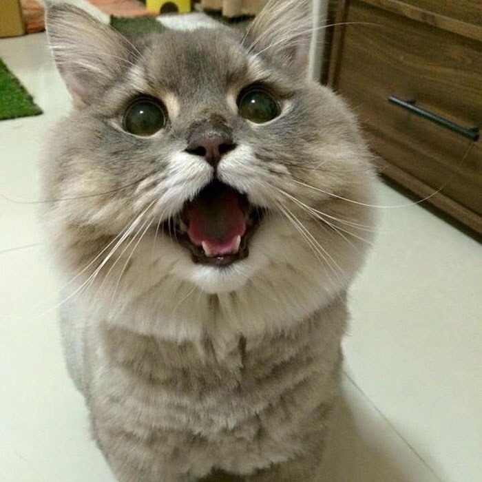 coolcatgroup: Okay everyone stop what you’re doing and look at these cats right