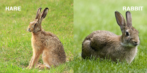 augustdementhe: i-have-approximately-4-bones:  i-have-approximately-4-bones:  i-have-approximately-4-bones:   bogleech:  thetinybutimportantthings:  aviculor:  thellamamongler:  aplpaca:  aplpaca:  That rabbit/hare post is messing me up. I’d thought