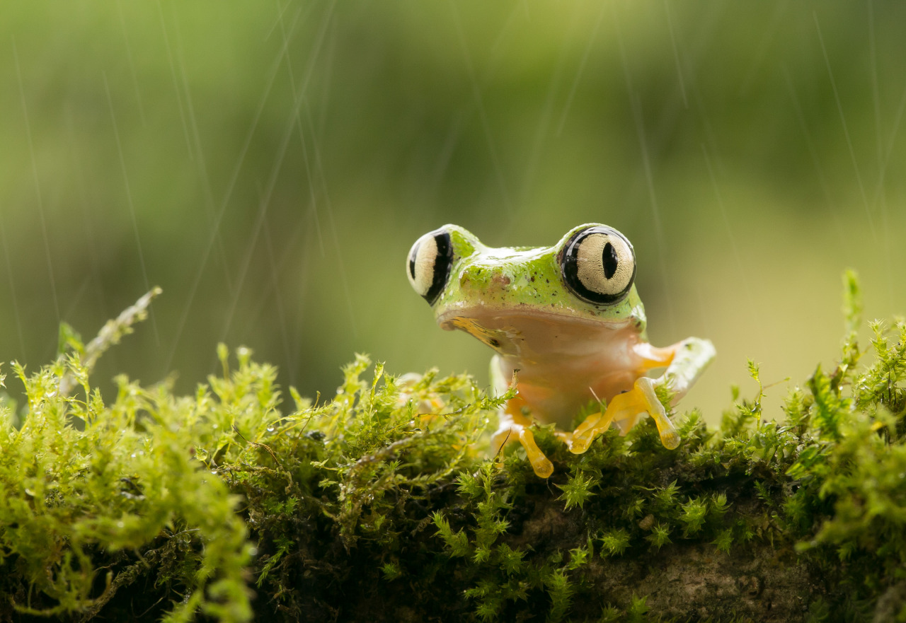 smithsonianmag:
“ Photo of the Day: Lemur Leaf Frog
Rare daytime sighting of the critically endangered Agalychnis lemur
Photo by Nicolas Reusens (Madrid, Spain); La Paz Waterfall, Costa Rica
”