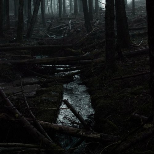 socialpsychopathblr:  Bonsai Paean 