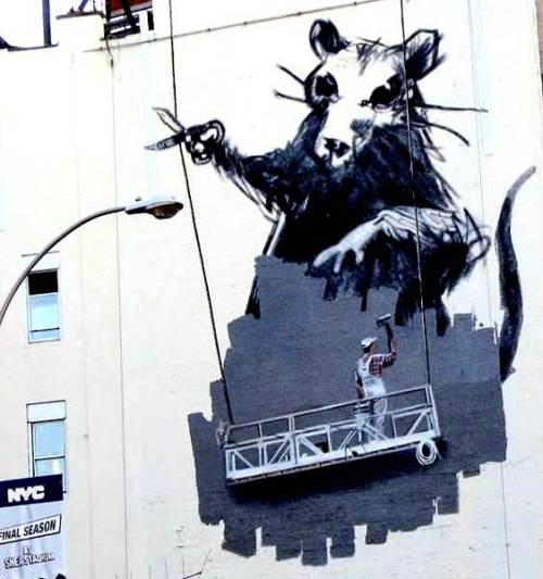 Huge Rat In New York