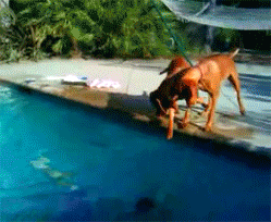 menandtheirdogs:  onlylolgifs:Have you ever
