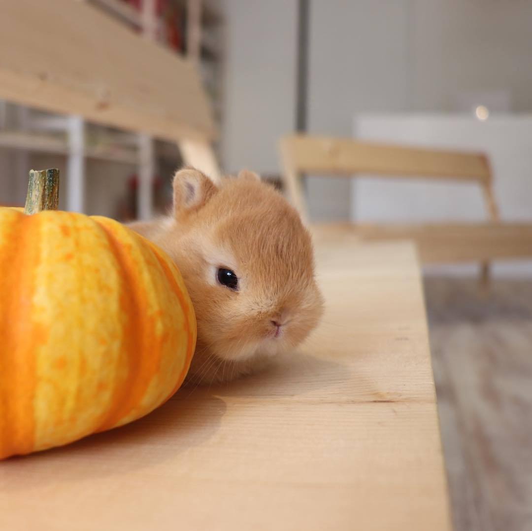 Daily dose of cuteness 🌿🐰🎃