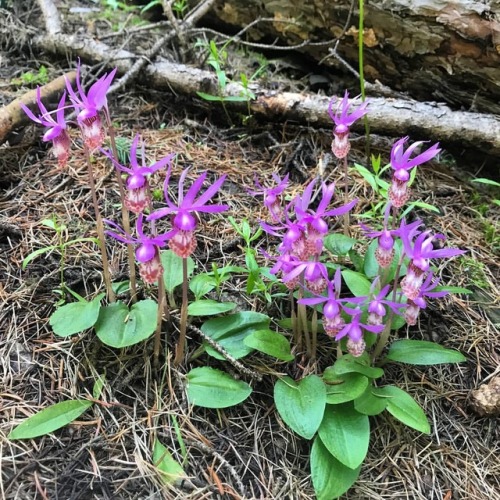 I was absolutely blown away to find this many calypso orchids growing together - doesn’t get m