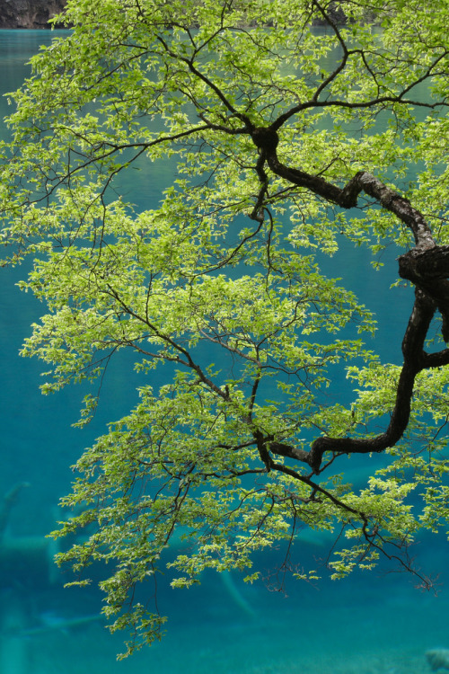 mistymorningme:  Tree in front of the Lake Shuanglonghai by George Lu  Jiuzhaigou Valley, Sichu