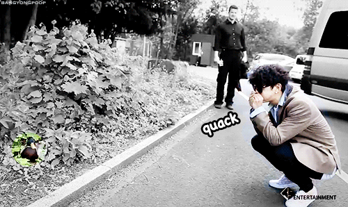  Yongguk trying to serenade a duck… 