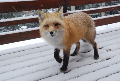innatworldsend:dearscience:Snowy Fox by Rob Lee