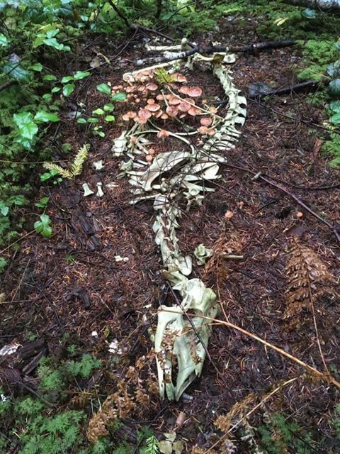 morbidology: Mushrooms growing on the skeltonised corpse of a deer.