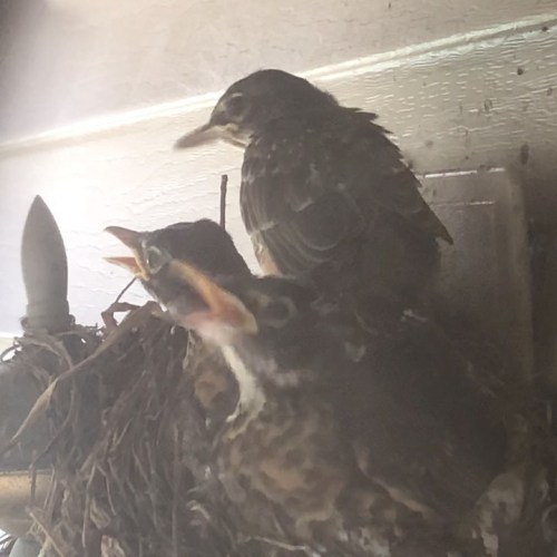 Ok guys you don’t fit anymore. #robins #fledgling #robin #chicks #robinchicks #nest #nesting #birbso