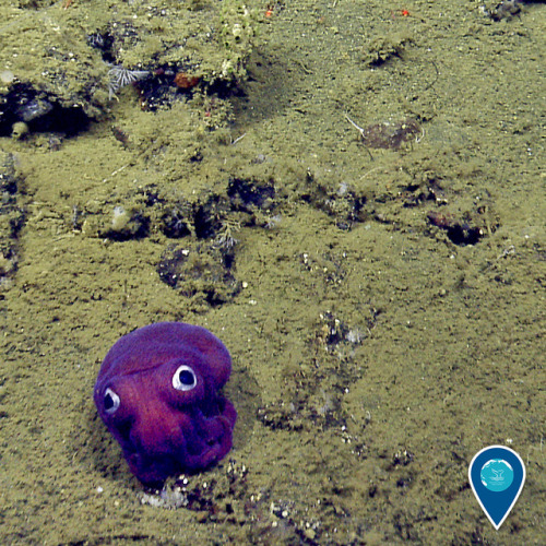 noaasanctuaries: What better way to celebrate Cephalopod Week than with a stubby squid? Last ye