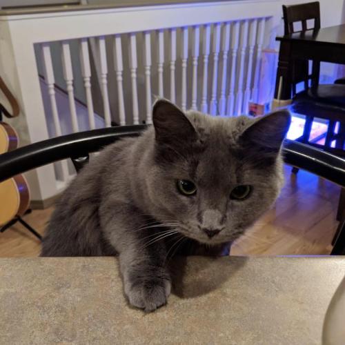 catsoverloaded:She is well aware she is not to put even ONE little paw on the kitchen island…