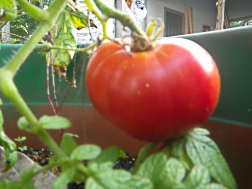 tropicalhomestead: So many tomatoes. So close… Genovese, Black Plum, Brandywine &amp; Eve