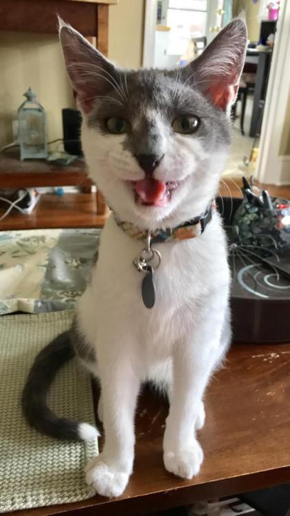 cutekittensarefun:Boudreaux is 5 months, teething, shedding, his voice is changing and he’s become very whiny. So your average teenager.