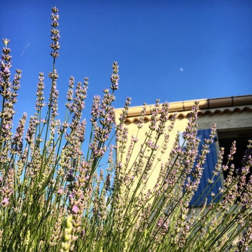 #Lavender #Window #Home #BlueSky #Solstice #Summer #ontheroadagain #southoffrance #france (at Mont&e