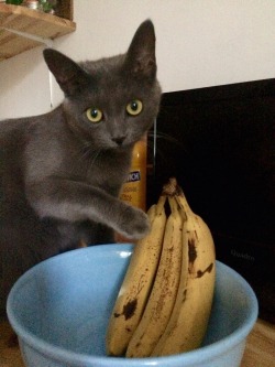 foodffs:  Are these your bananas? Yeah, ok.