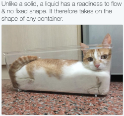 welele:  Enésima prueba de la liquidez de los gatos.