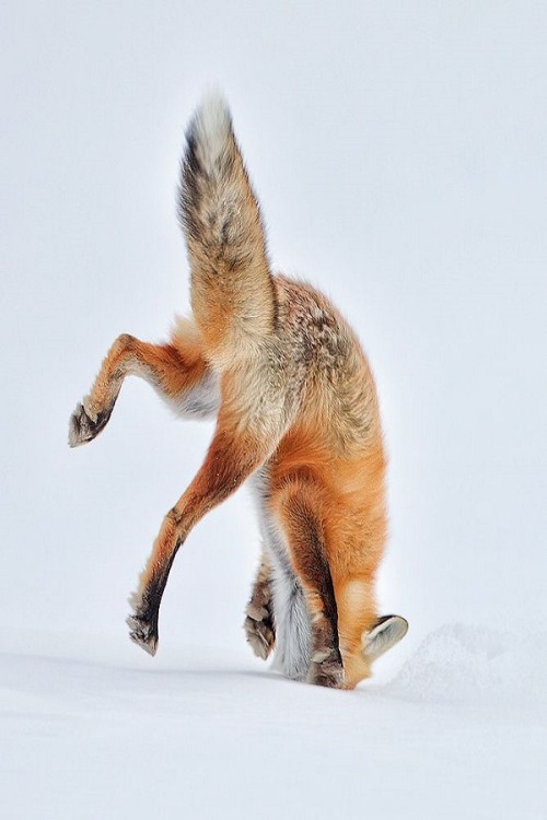 wolverxne:  Red Fox Pouncing in Snow - by: (Tin Man) 